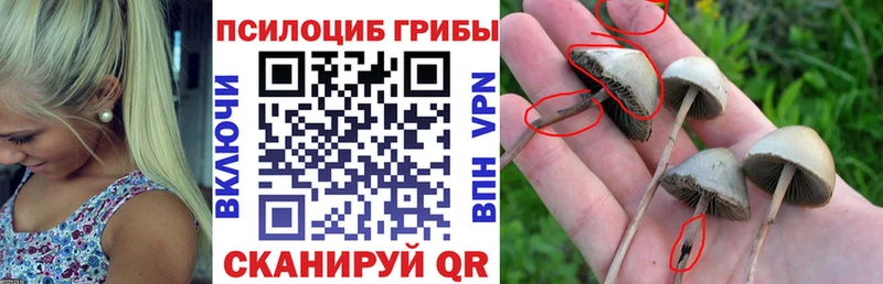 Галлюциногенные грибы Psilocybine cubensis  Болхов 
